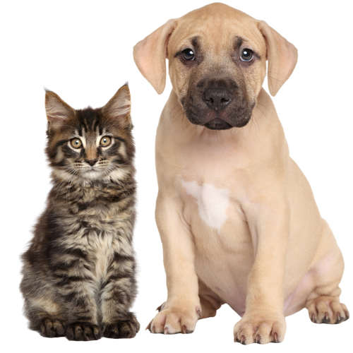 Pet Policy Image